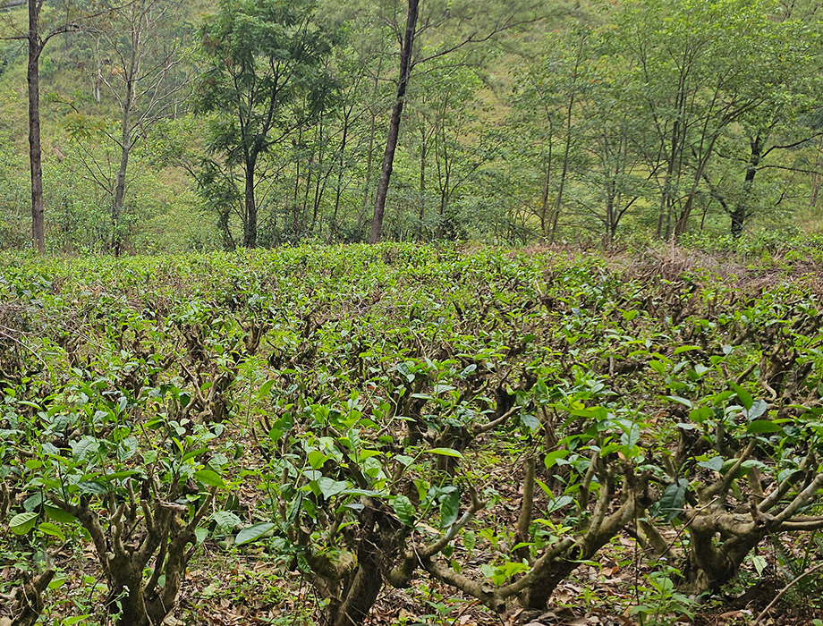 Tea Estate Management